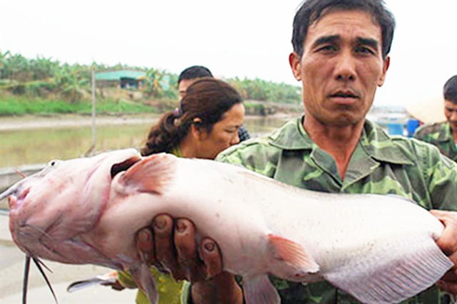 Phân tích tình hình phát triển ngành nuôi cá nheo Mỹ tại Việt Nam: Từ các địa phương tiên phong đến định hướng tương lai